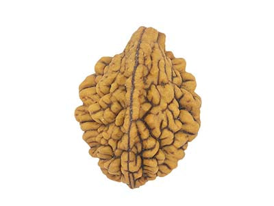 Patanjali 2 Mukhi Rudraksha Without Cap